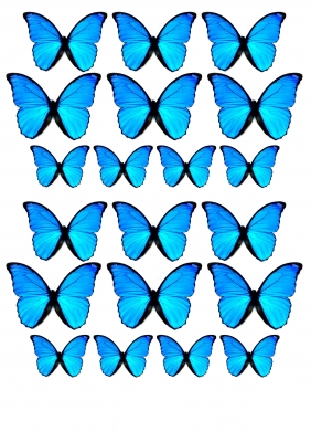 butterfly_template